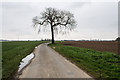 Tree on Sandholme Lane in PE20 1AP
