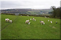Sheep and lambs below Pickles Hill in BD22 0RY