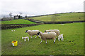 Sheep near Pickles Hill in BD22 0RY