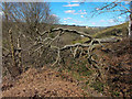 Fallen tree on Craig yr Allt in Taffs Well Community