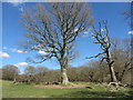Trees in fields near Ty Rhiw in Taffs Well Community