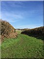 Footpath between field hedges near Audley in ST7 8LA