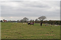 Horses and sheep near Chappel Farm, Little Totham in CM9 4RB