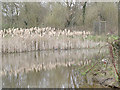 Parish Wood Park : rushes in the pond in DA15 8RN