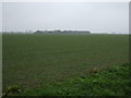 Crop field off Long Lane in PE12 6EB