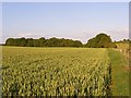 Farmland and Kimpton Wood in Bellinger Ward