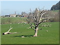 Striking tree with Manor Farm in the background in GL52 9QY