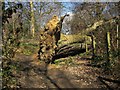 Fallen tree, Harrogate Ringway in HG1 4EH