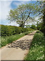 Ash tree by farm track from Stanton Harcourt in OX29 5RH