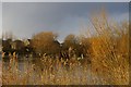 Somersham Lakes with housing estate in background in PE28 3JZ