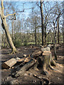 Felled Tree, Oak Wood, Trent Park, Cockfosters, Hertfordshire in EN4 0PS
