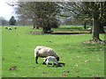 Sheep and lamb in parkland by Bifrons Gardens in CT4 5DT