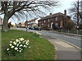 Daffodils in Whitburn in SR6 7DG