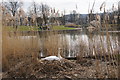 South Inch boating pond, Perth in PH2 0DB