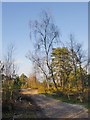 Track on Blackheath Common in GU5 0RH