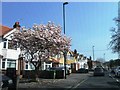 Magnolia, Burgess Road in SO16 7QF