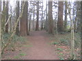 Path westwards through Goytre Wood in Goetre Fawr Community