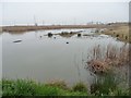 Northern Reedbed, RSPB Saltholme [1] in Billingham South Ward