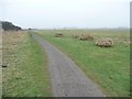 Path through the meadow, RSPB Saltholme in TS23 4EX