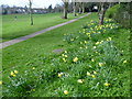 Daffodils in Marlborough Park in DA15 9AW