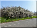 Blackthorn (Sloe) Blossom, Pickett's Lock Lane, London N18 in E4 8EF