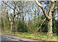 Trees adjacent A3035 in SO16 7QF