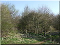 Woodland beside bridleway in NE15 9AW