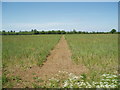 Field footpath to Sutton Village in OX29 5RH