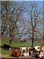 Cows near to Hambleden in RG9 6SA