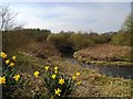 Daffodils by the River Darwen in BB2 6RF