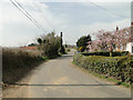 Flowering Cherry at Shop Corner in Arwarton