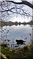 Lake at Felmersham Gravel Pits in MK43 7JD