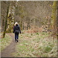 A walk in Castle Wood in NE48 1AR