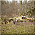 Felled Beech in Castle Wood (1) in NE48 1HQ