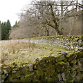 Field and walls by Castle Wood, Kielder in NE48 1AR