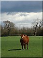 Cow in a field near Fristling Hall in CM4 9QR