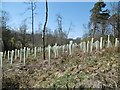 King's Copse Inclosure, sapling tubes in SO45 1XG