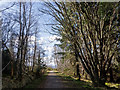 On the forestry road in Blackmuir Wood in IV14 9BJ