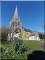 Winterbourne Steepleton: daffodils in the churchyard in DT2 9TA