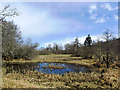 Bog lochan in Blackmuir Wood in IV14 9BZ