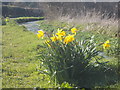Winterbourne Steepleton: daffodils by the Winterborne River in DT2 9LR