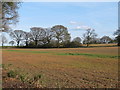 Arable land near Billericay Treatment Works in CM11 2TX