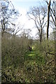 Path through Hangar Wood in MK43 8QS