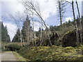 Storm-felled trees beside the Blackmuir Wood forestry road in IV14 9BJ