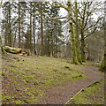 Path in Castle Wood, Kielder Castle in NE48 1AR