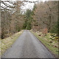 Forest Road, Kielder Forest in NE48 1AR