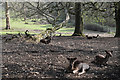 Deer in Bently Priory in HA7 3JS