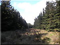 Forest Ride on Dumbarton Muir in G83 9LX