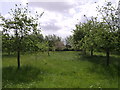 Orchard on edge of Stan Moor in TA7 0SG