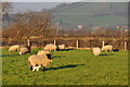 Sedgemoor : Grassy Field & Sheep in TA8 2DE